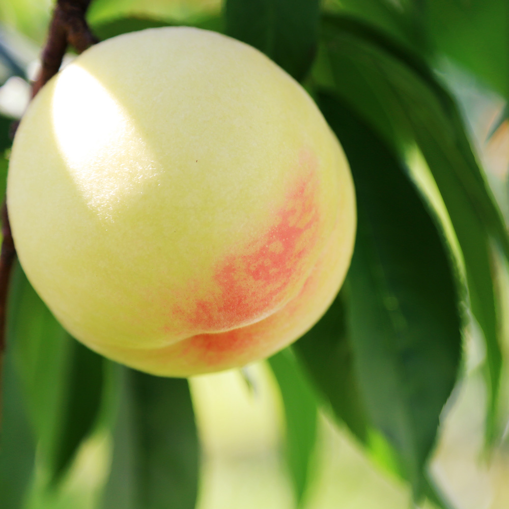 岡山の白桃